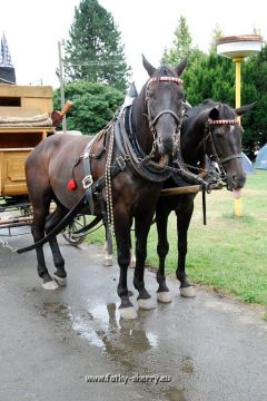 22-Mohelnicak2009-konik kouka.jpg